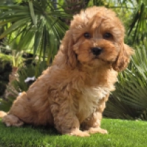 Mendoza – F1b, golden Cavapoo Welpen kaufen