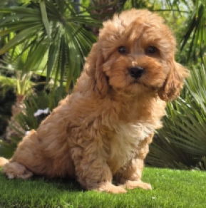 Cavapoo Welpe kaufen
