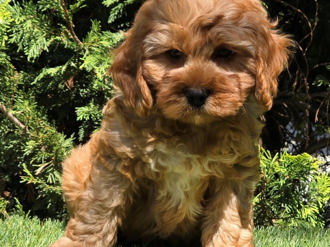 Cavapoo puppy for sale