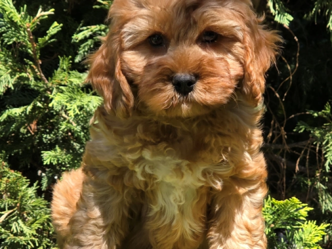 Cavapoo puppy for sale