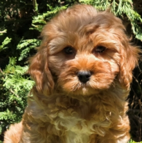 Cavapoo puppy for sale