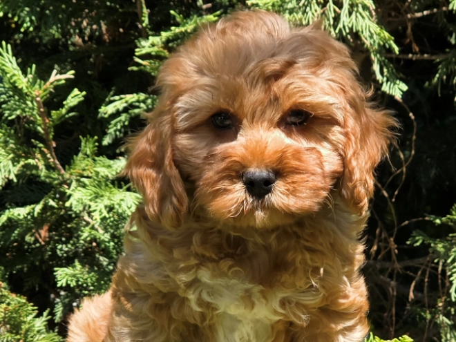 Cavapoo puppy for sale