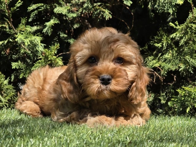 Cavapoo puppy for sale