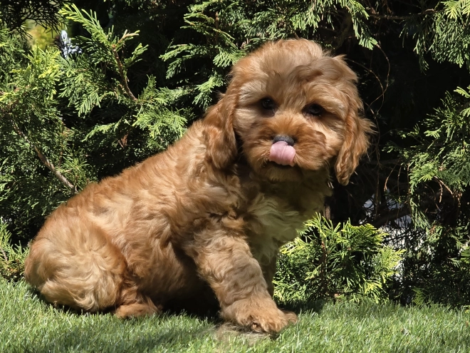 Cavapoo puppy for sale