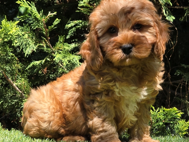 Cavapoo puppy for sale