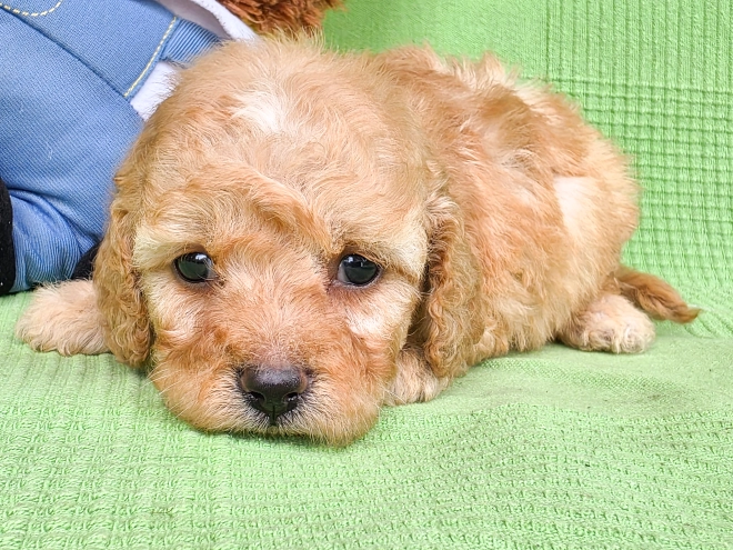 Cavapoo Welpe kaufen