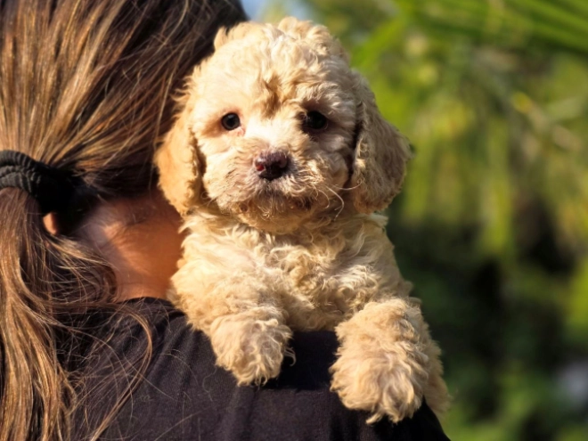 Cavapoo Welpe kaufen