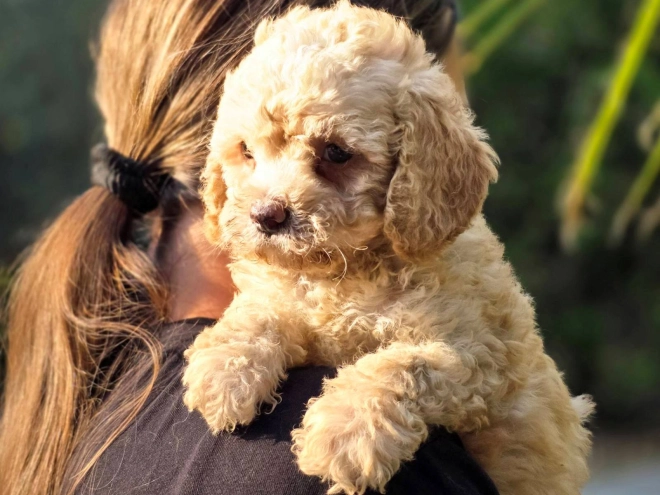 Cavapoo Welpe kaufen