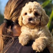 Little Mia – F1b, golden Cavapoo for sale
