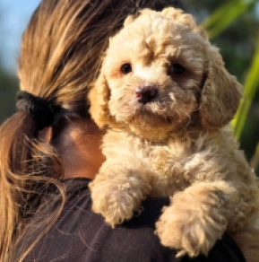 Cavapoo puppy for sale