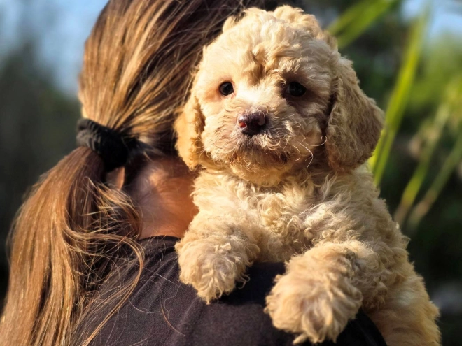 Cavapoo Welpe kaufen