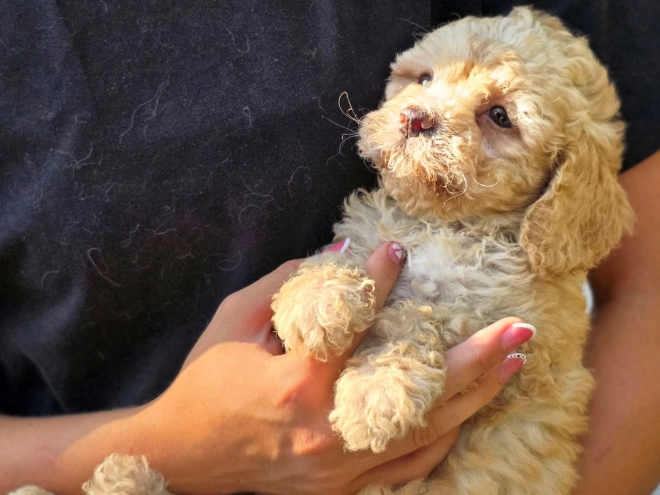 Cavapoo Welpe kaufen