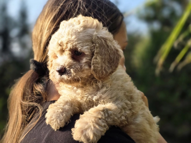 Cavapoo Welpe kaufen
