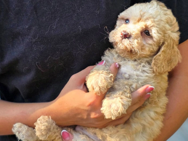 Cavapoo Welpe kaufen