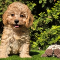 Little Mia – F1b, golden Cavapoo for sale