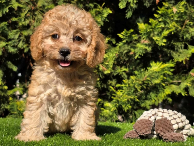 Cavapoo Welpe kaufen