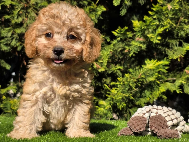 Cavapoo Welpe kaufen
