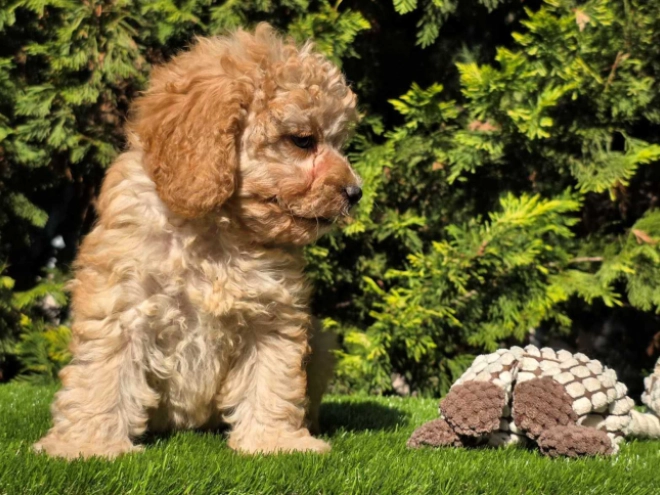 Cavapoo Welpe kaufen