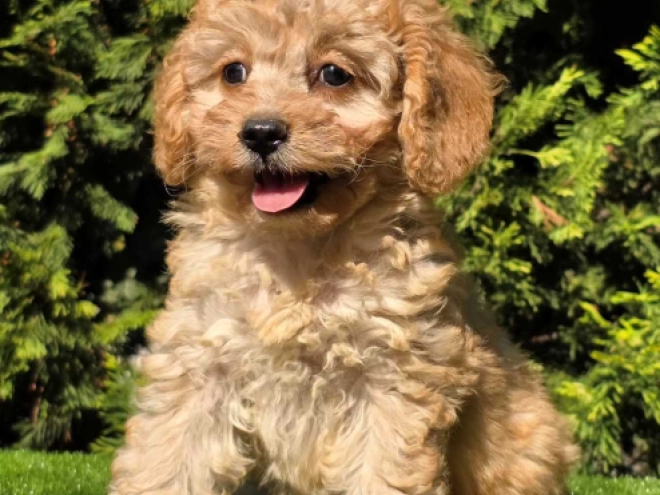 Cavapoo Welpe kaufen