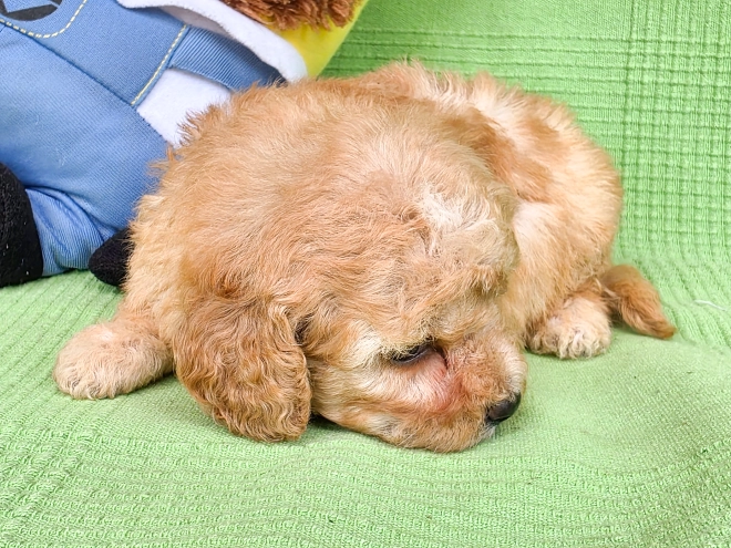 Cavapoo Welpe kaufen