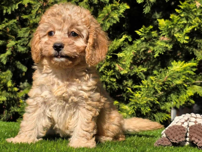 Cavapoo Welpe kaufen