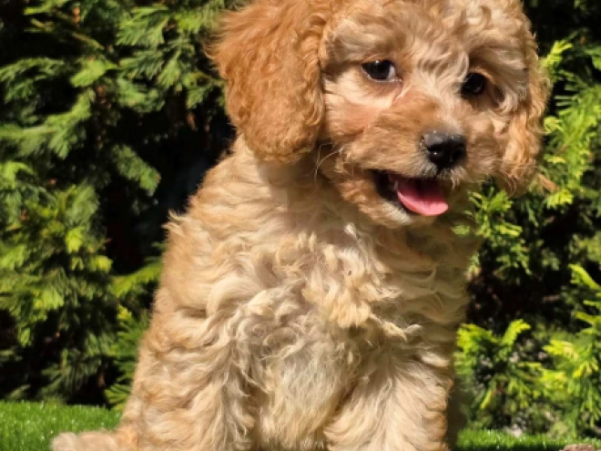Cavapoo Welpe kaufen