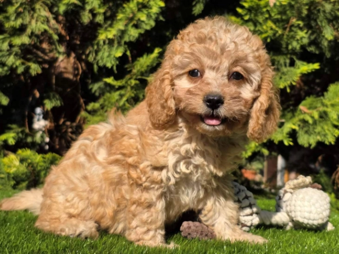 Cavapoo Welpe kaufen