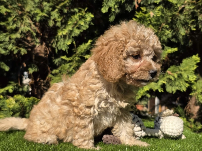 Cavapoo Welpe kaufen