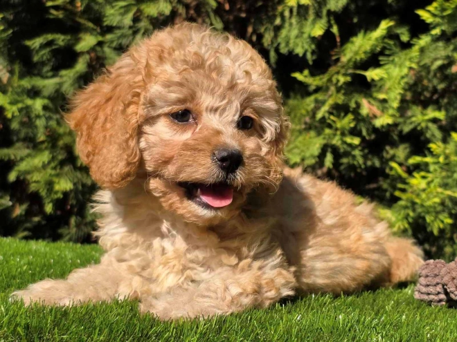 Cavapoo Welpe kaufen