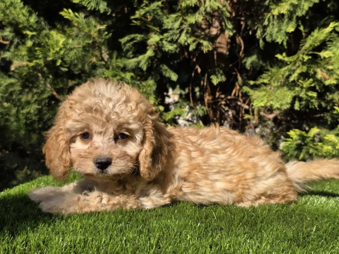 Cavapoo Welpe kaufen