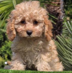 Cavapoo Welpe kaufen