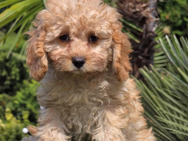 Cavapoo Welpe kaufen