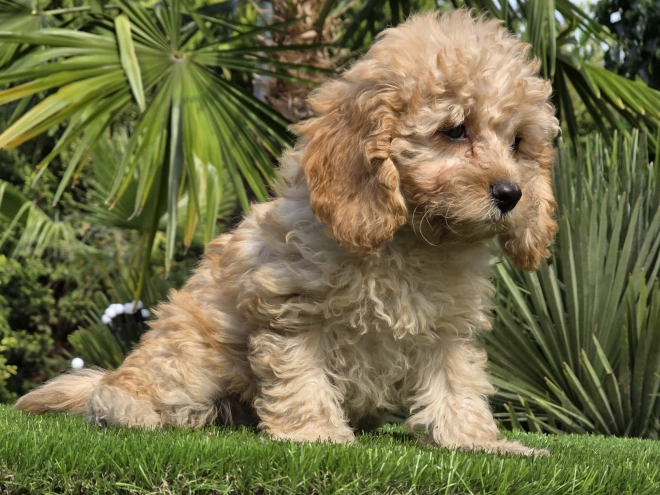 Cavapoo Welpe kaufen
