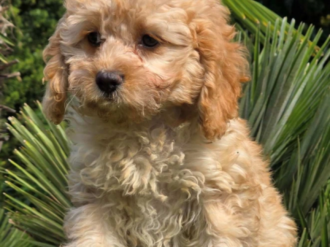 Cavapoo Welpe kaufen