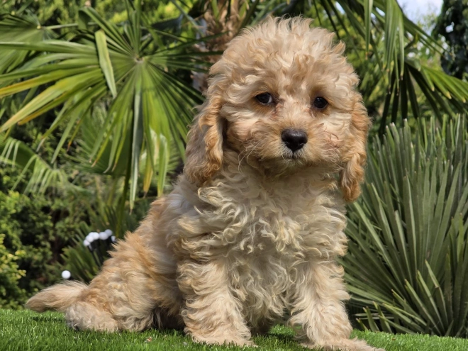 Cavapoo Welpe kaufen