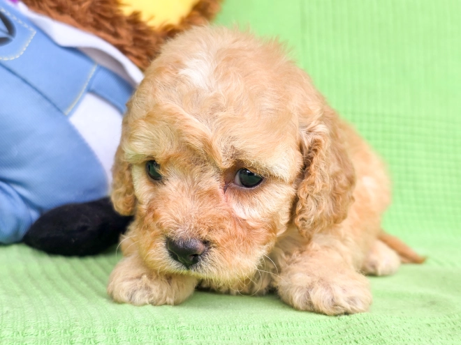 Cavapoo Welpe kaufen