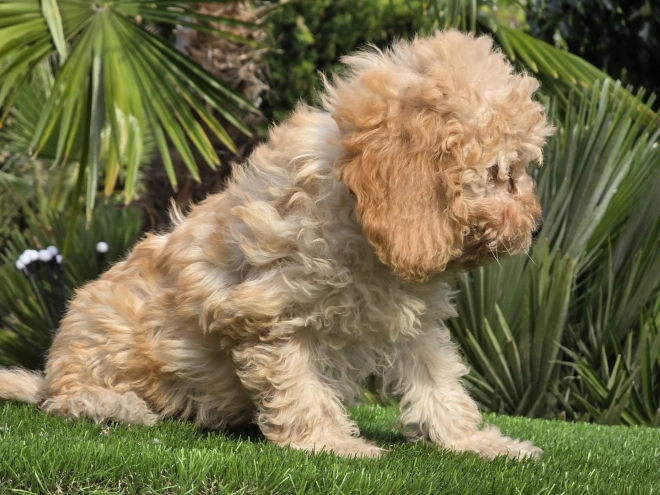 Cavapoo Welpe kaufen