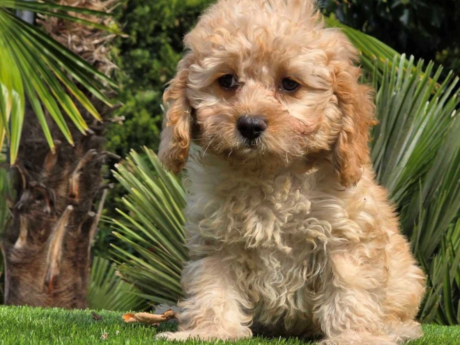 Cavapoo Welpe kaufen