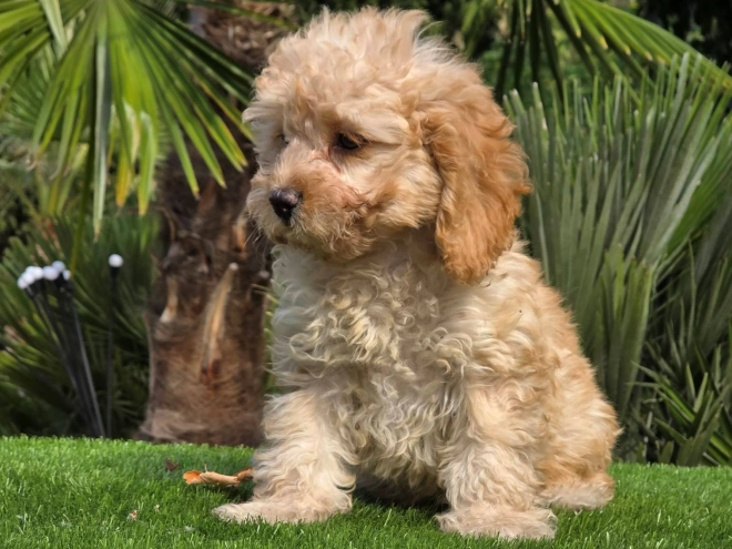 Cavapoo Welpe kaufen
