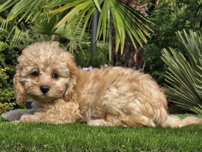 Cavapoo Welpe kaufen