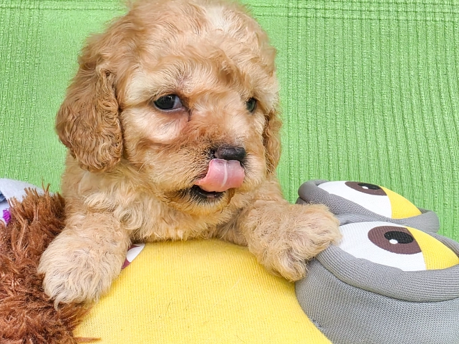Cavapoo Welpe kaufen