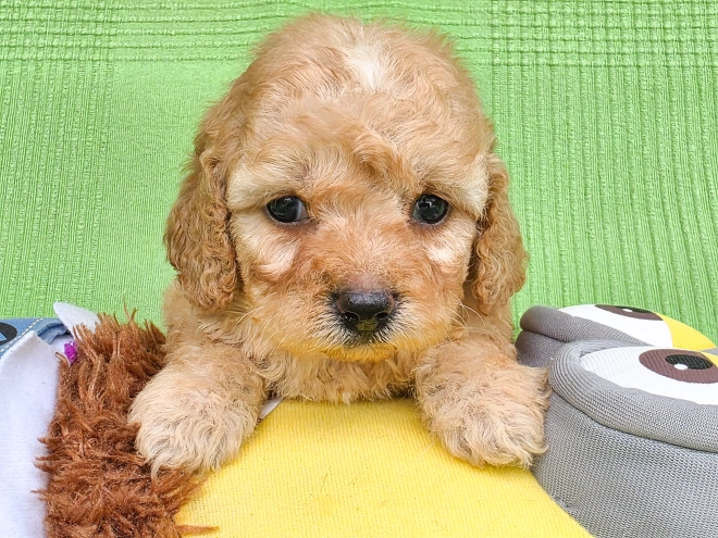 Cavapoo Welpe kaufen