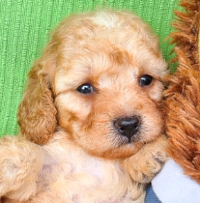 Cavapoo Welpe kaufen