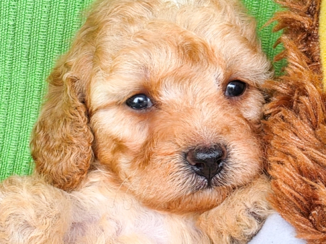 Cavapoo Welpe kaufen