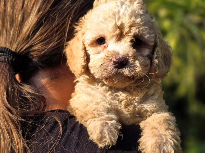 Cavapoo Welpe kaufen