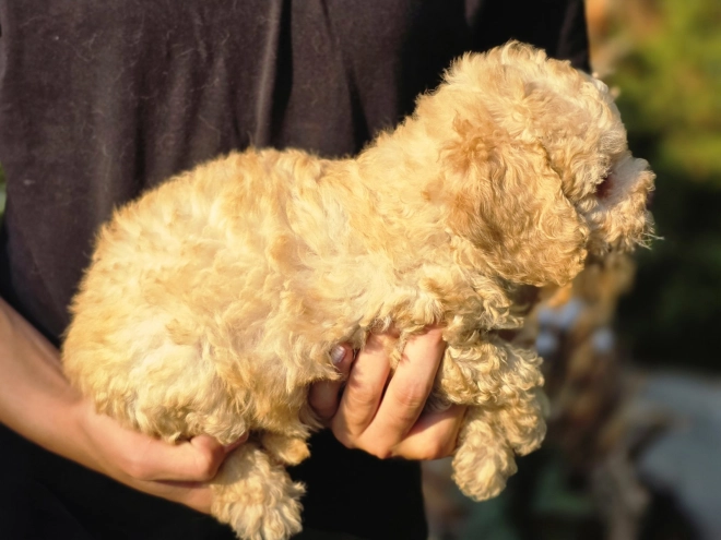 Cavapoo Welpe kaufen