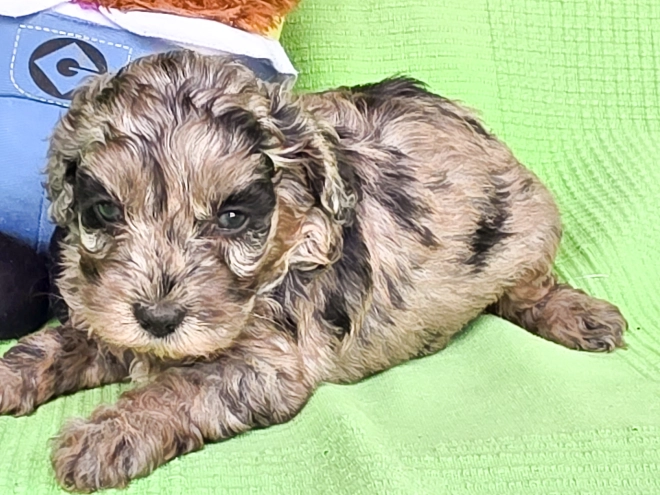 Cavapoo Welpe kaufen