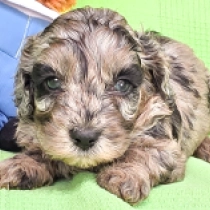 Melba – F1b, merle Cavapoo for sale
