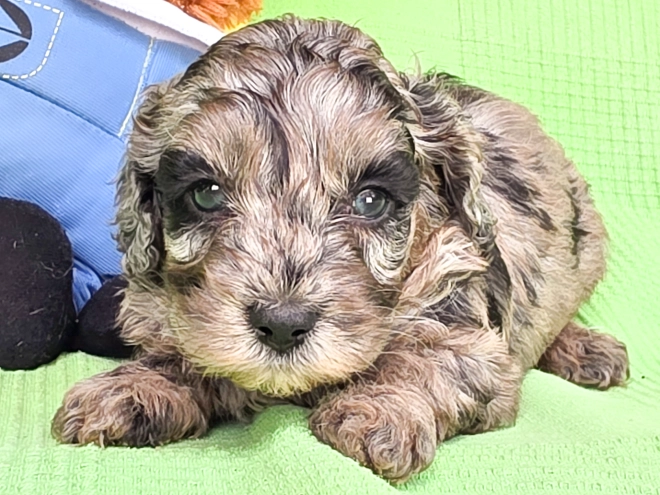 Cavapoo Welpe kaufen