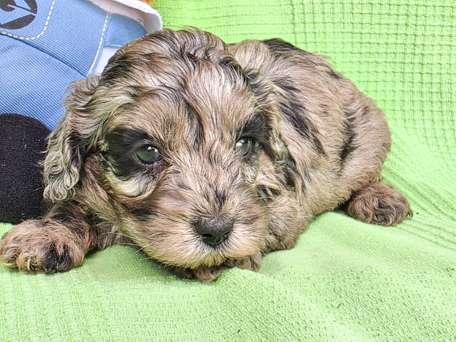 Cavapoo Welpe kaufen